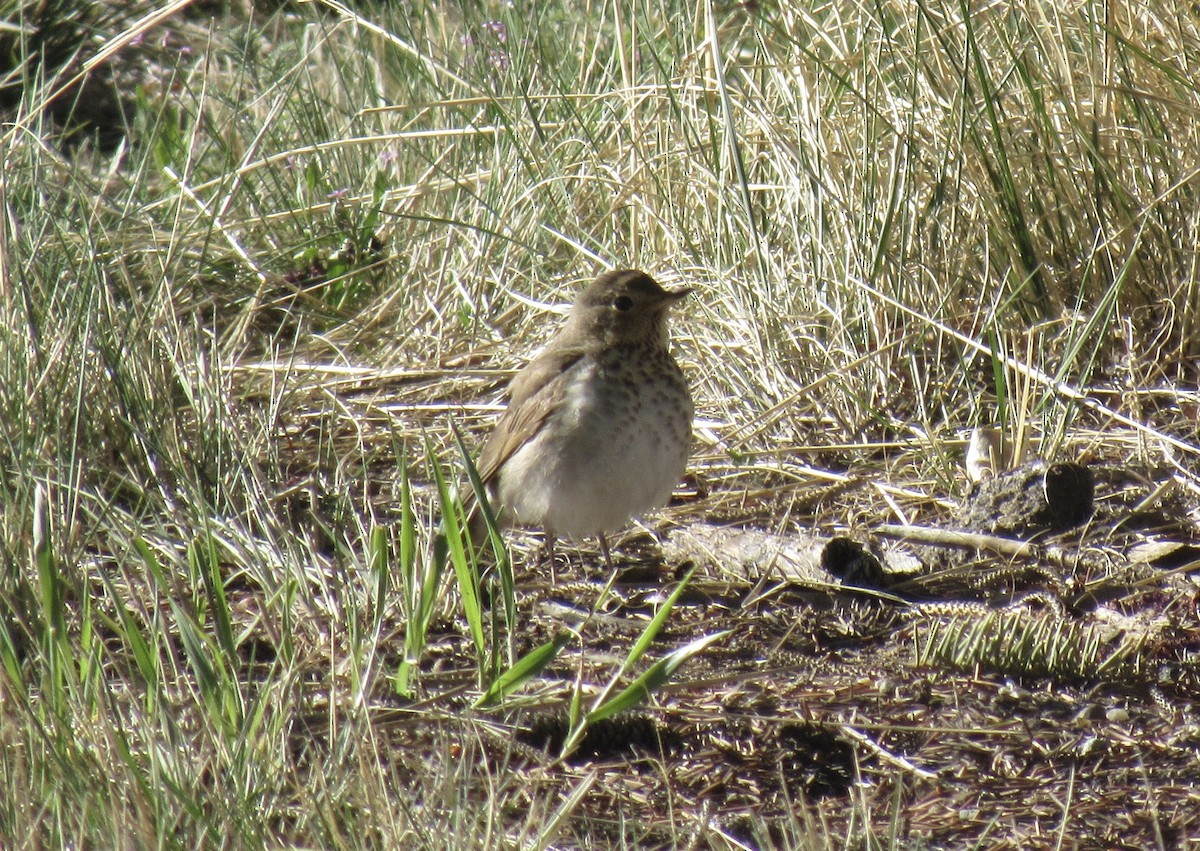 Swainson's Thrush - Laurel Armstrong