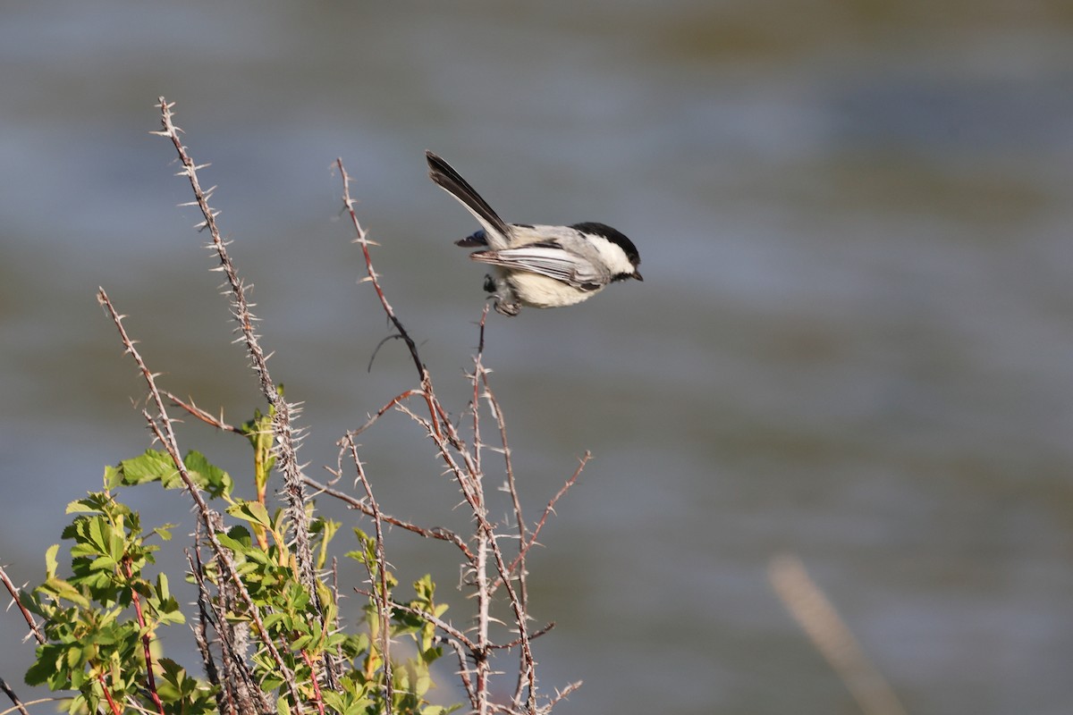 Black-capped Chickadee - Brett Wiese