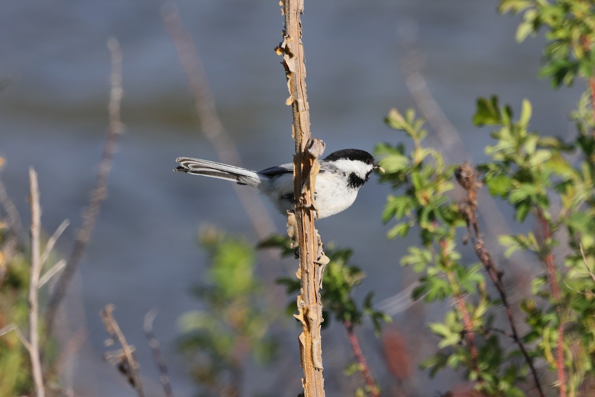 Black-capped Chickadee - Brett Wiese