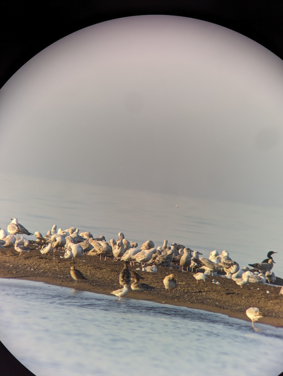 Whimbrel - Erin Taylor