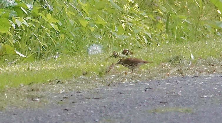 Wood Thrush - Julie Smith