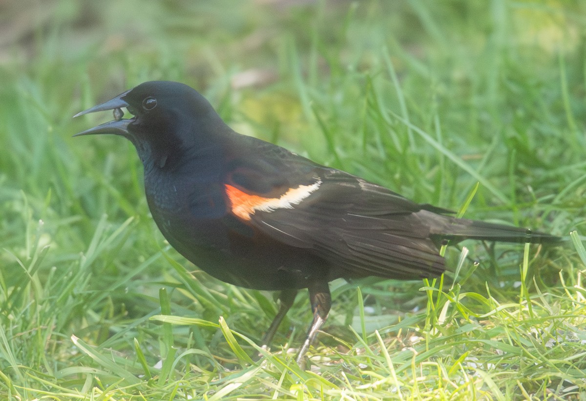 Red-winged Blackbird - Andrew Zaleiski