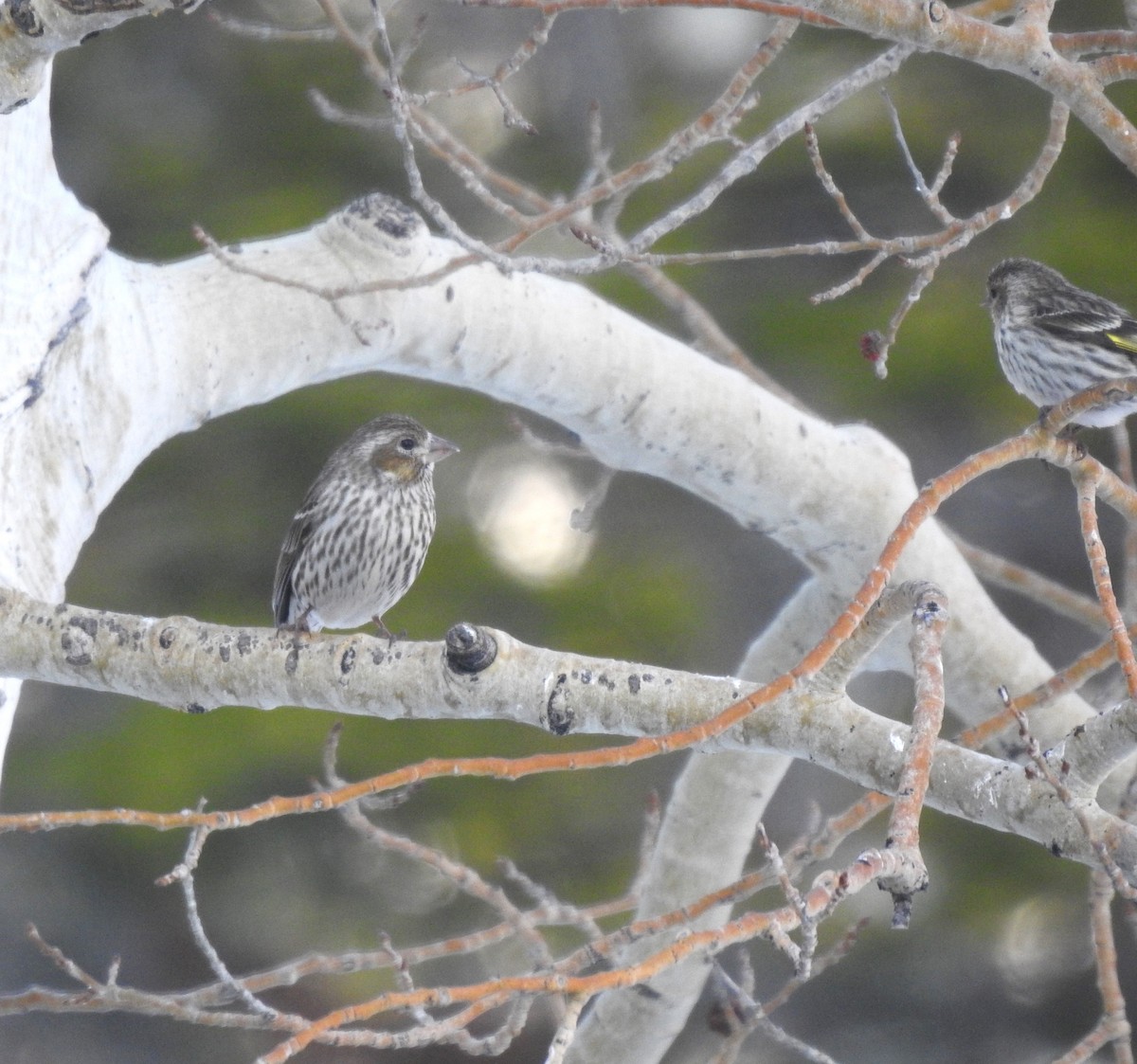 Cassin's Finch - Kyle Waites