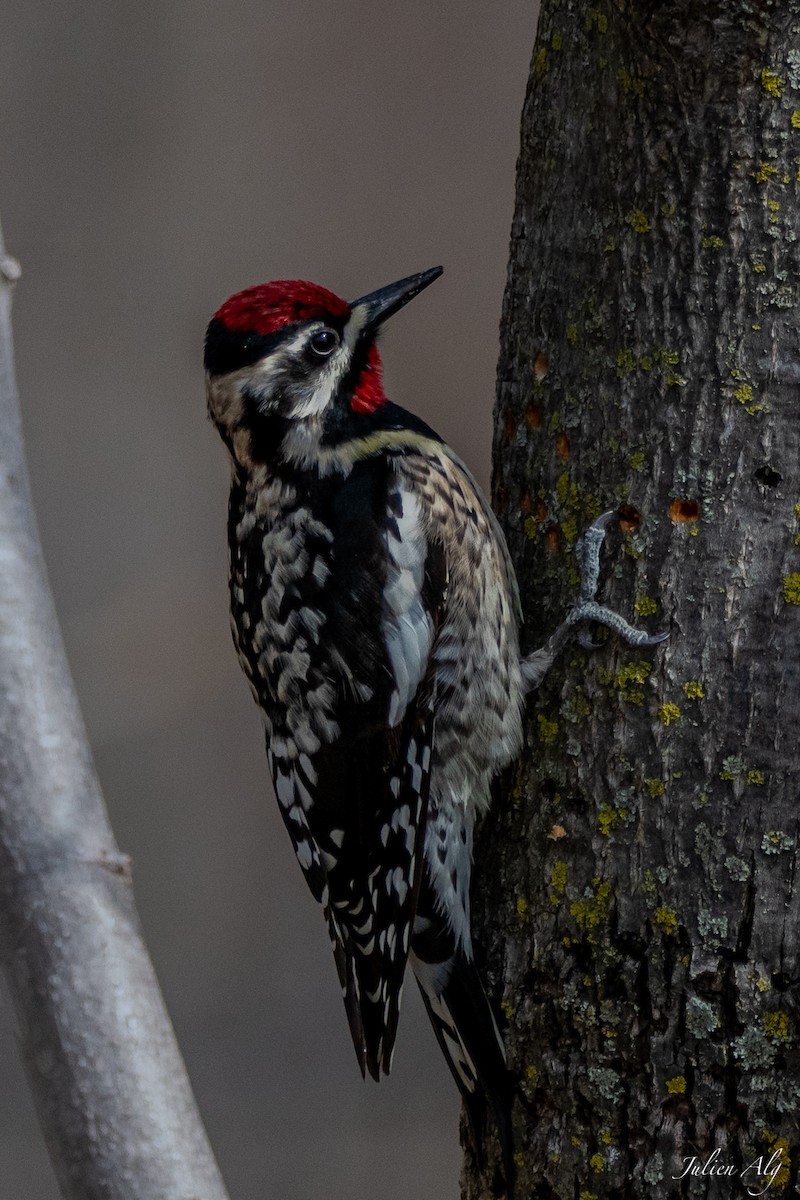 Yellow-bellied Sapsucker - ML619465842