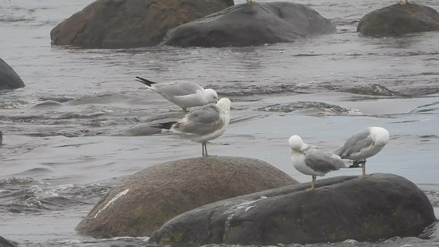 Common Gull (Kamchatka) - ML619465846