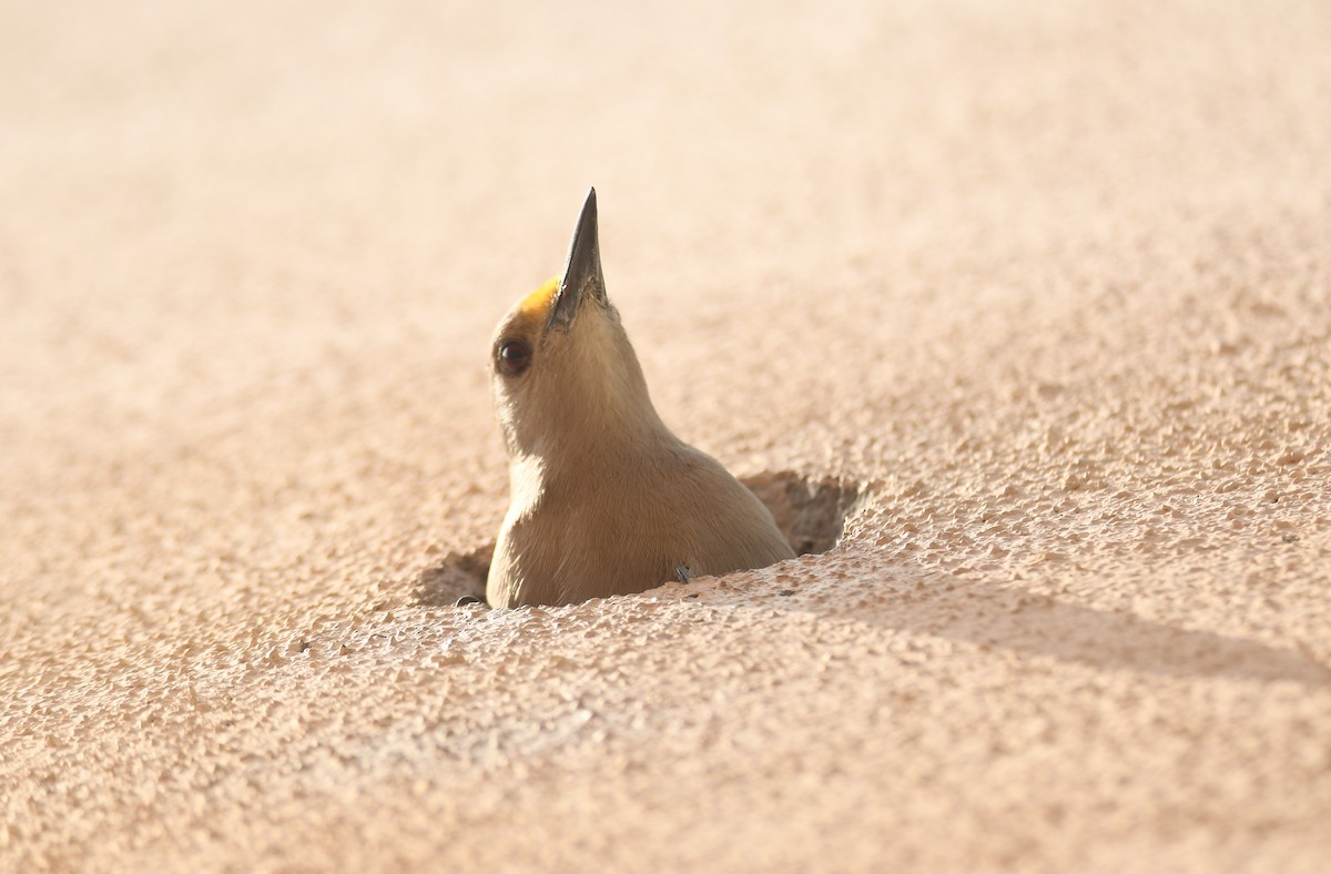 Golden-fronted Woodpecker - ML619465856