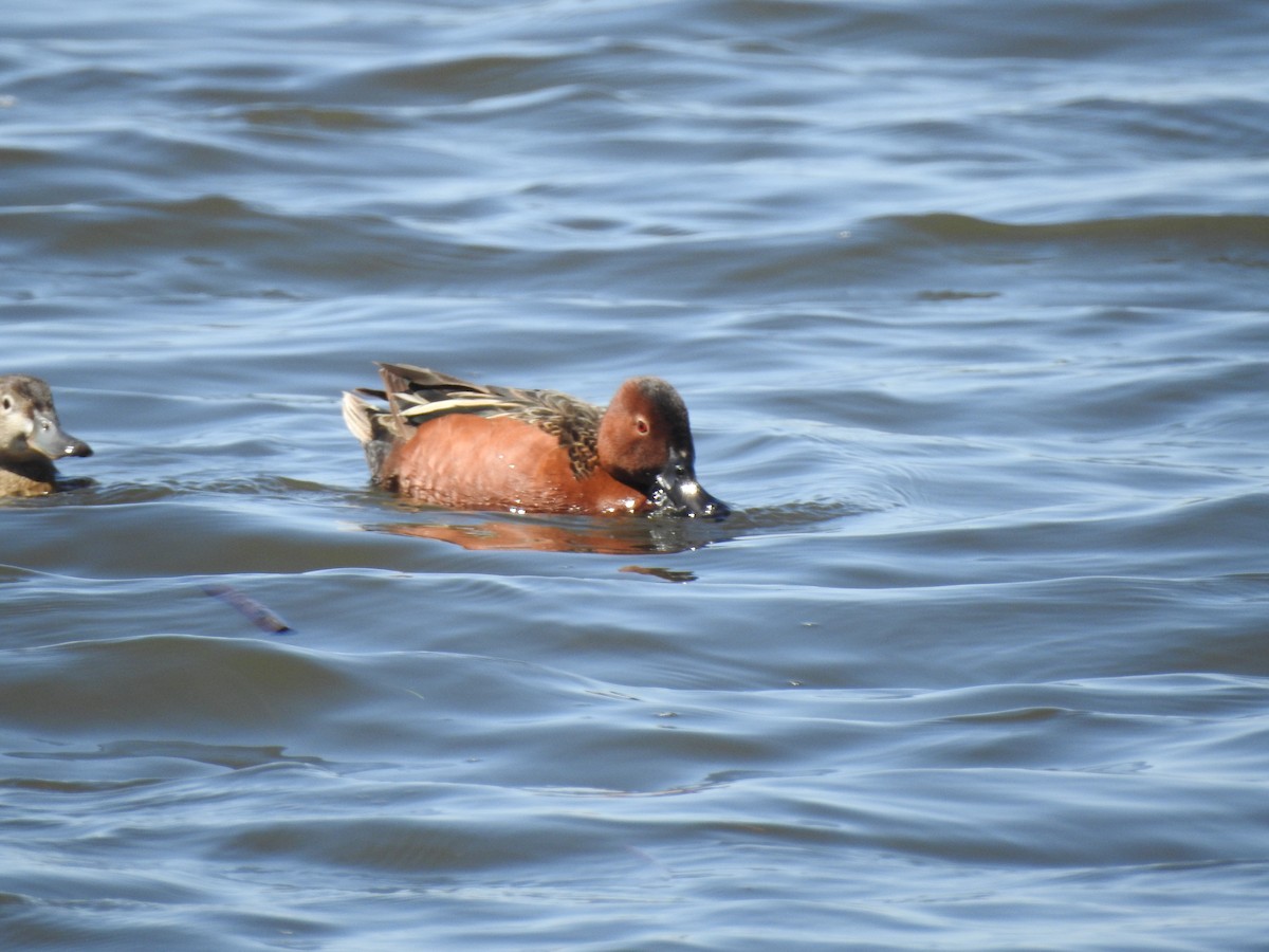 Cinnamon Teal - Patrick Gearin