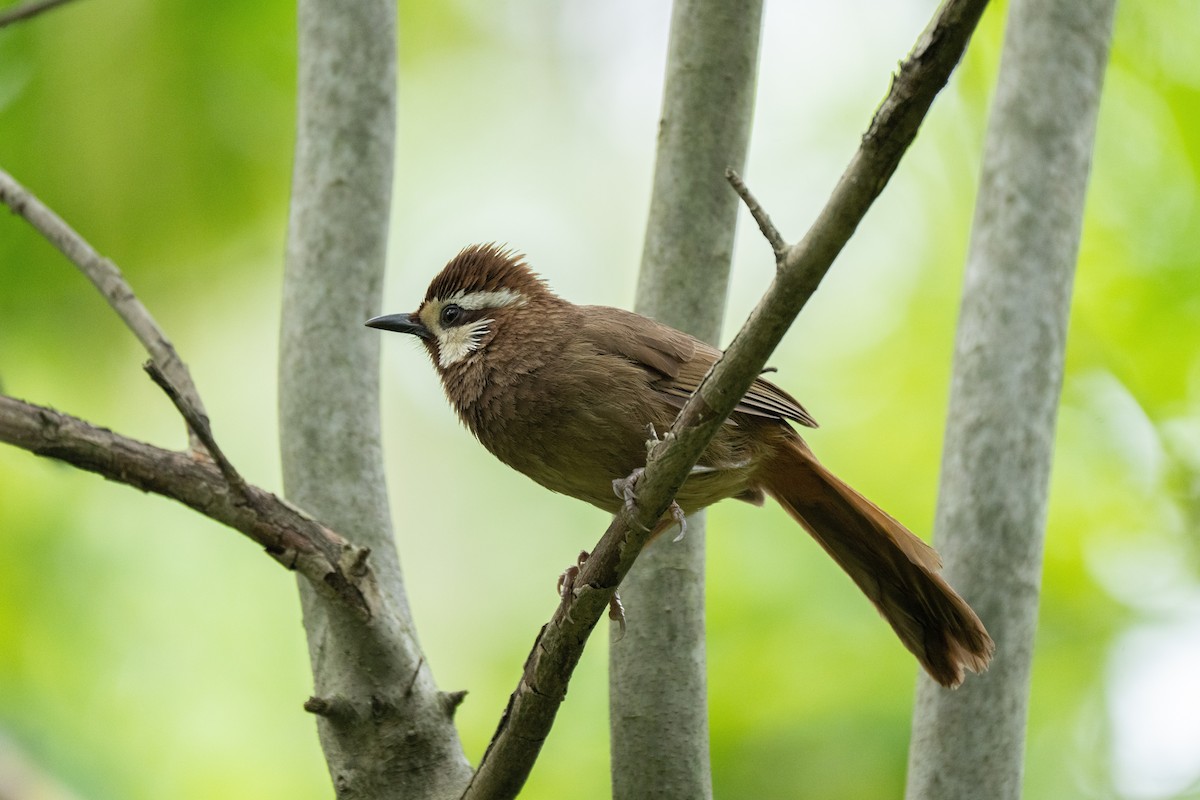 White-browed Laughingthrush - ML619465861