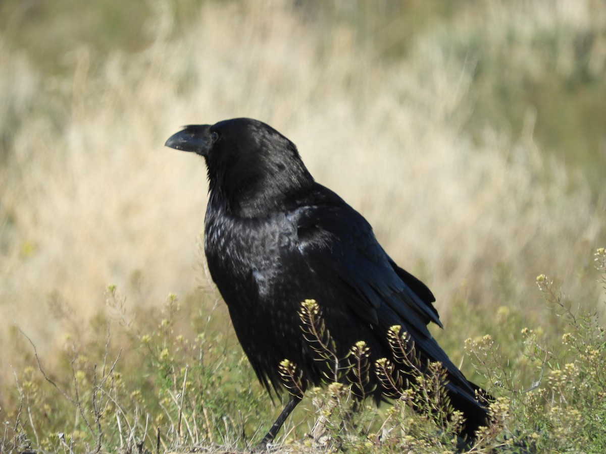 Common Raven - Thomas Bürgi