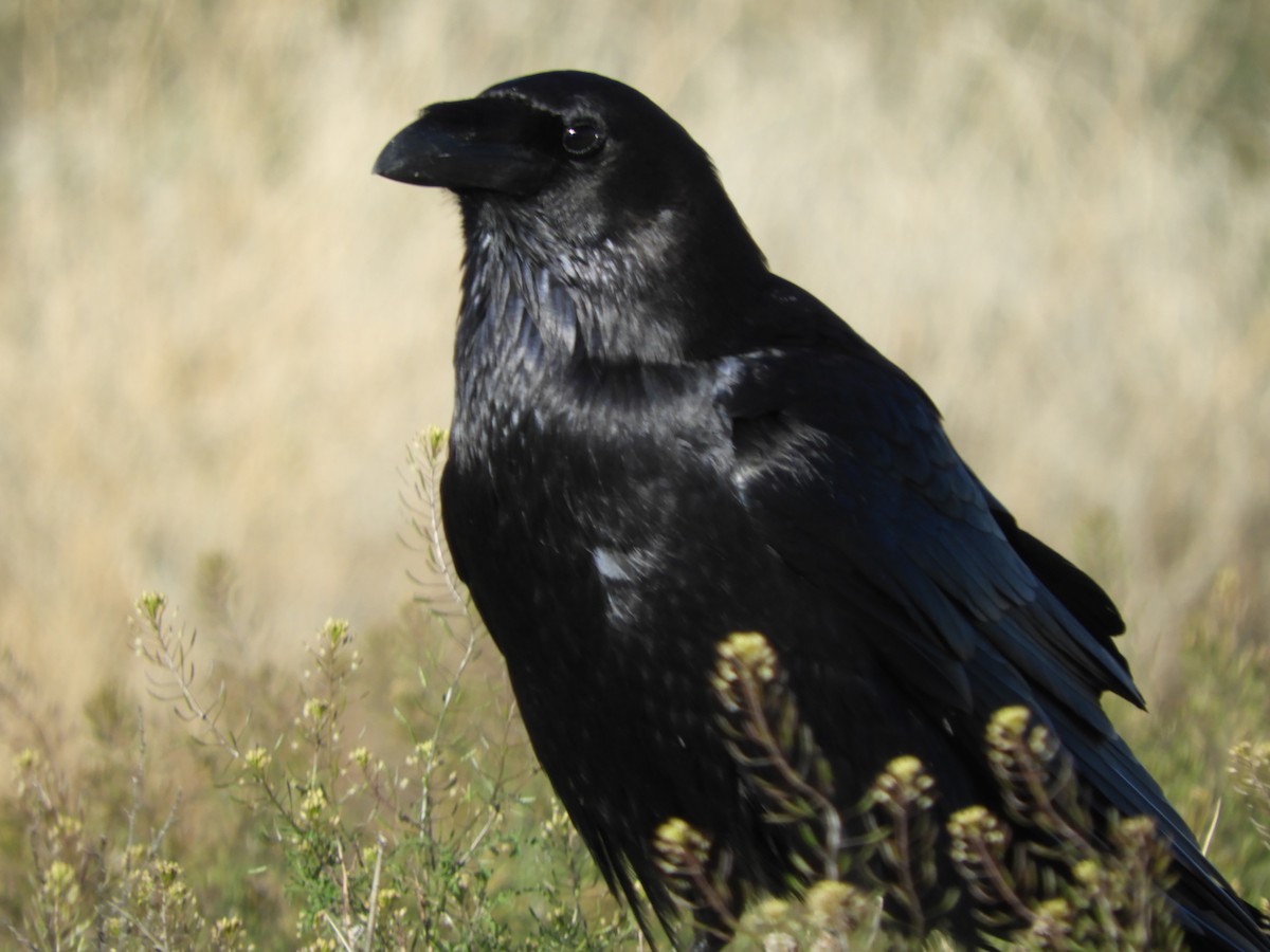 Common Raven - Thomas Bürgi