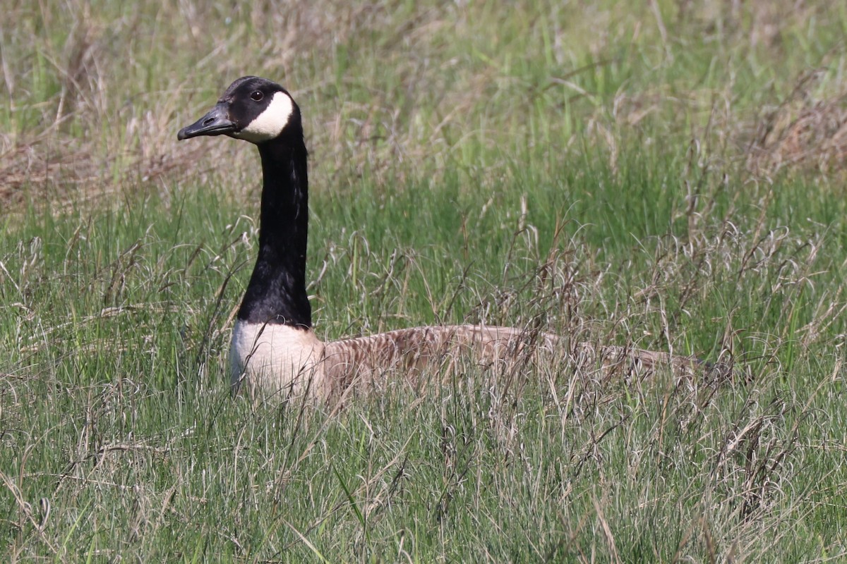 Canada Goose - ML619465868