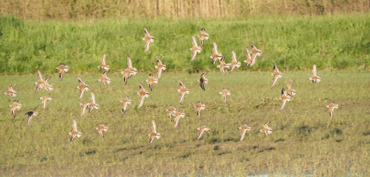 Dunlin - André Dionne