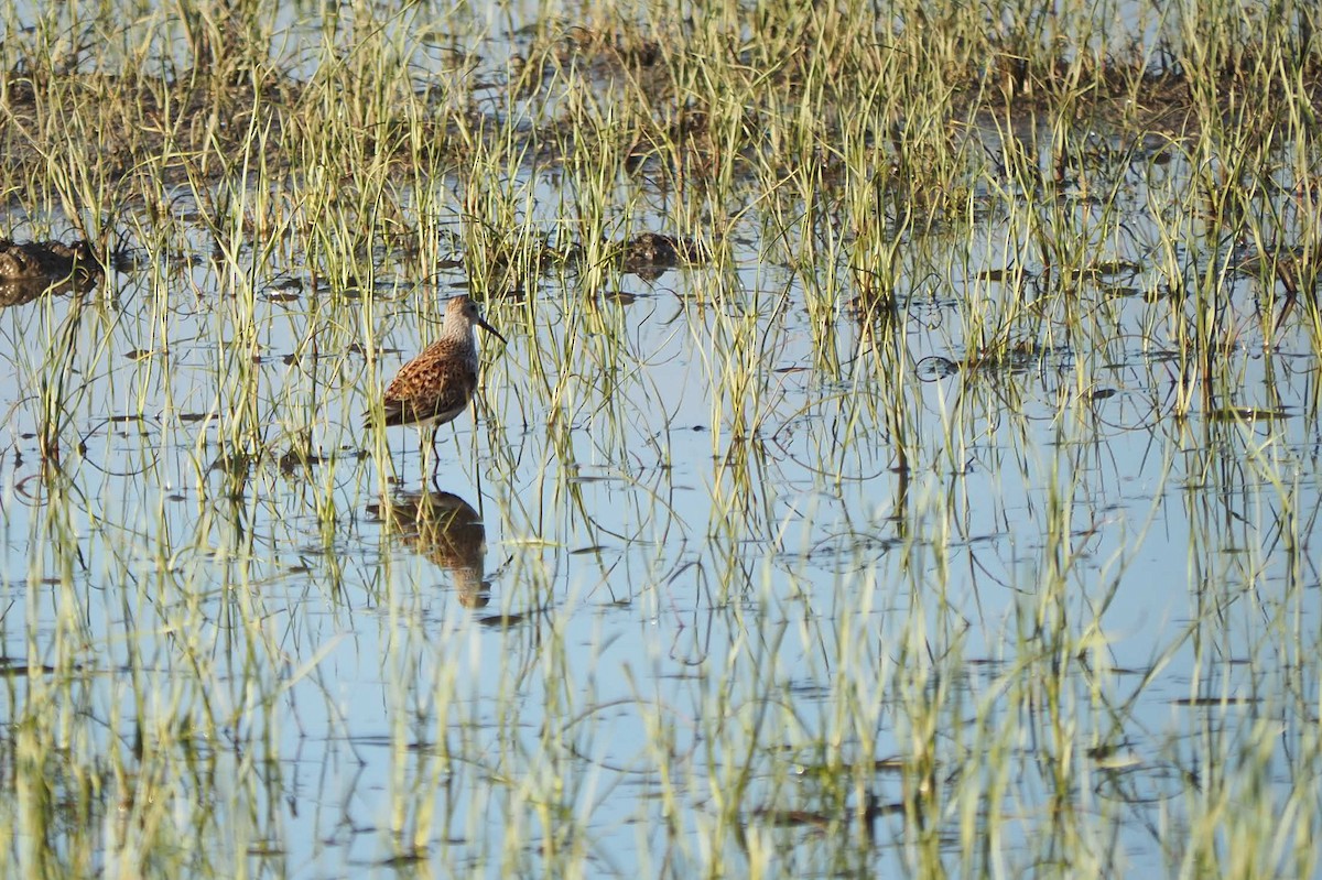 Dunlin - André Dionne