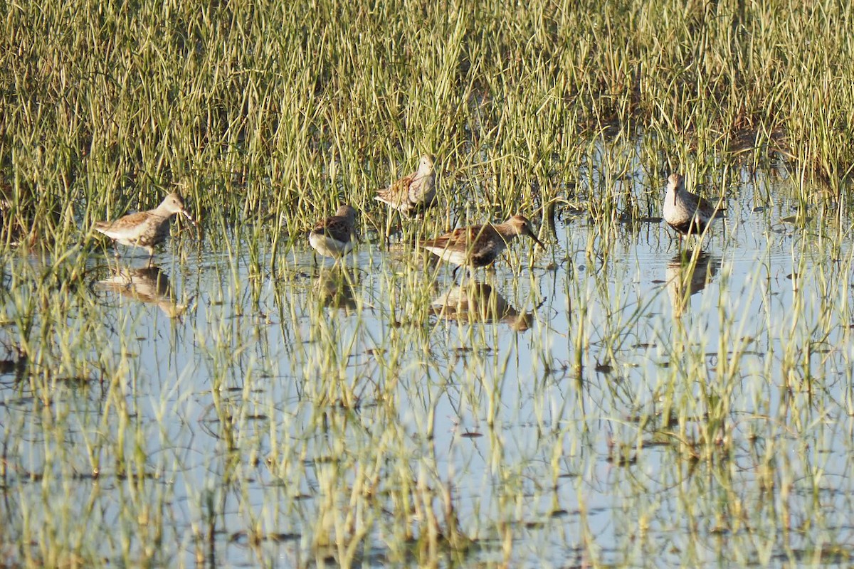 Dunlin - André Dionne