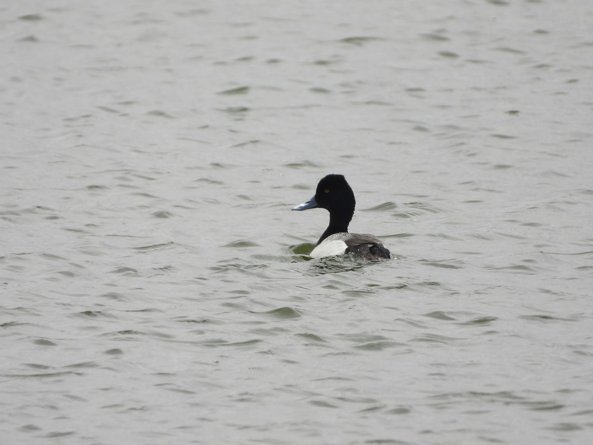 Lesser Scaup - Tom Wuenschell