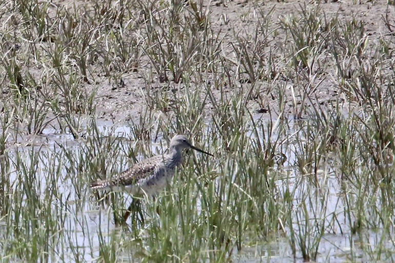 Greater Yellowlegs - Monica Lee