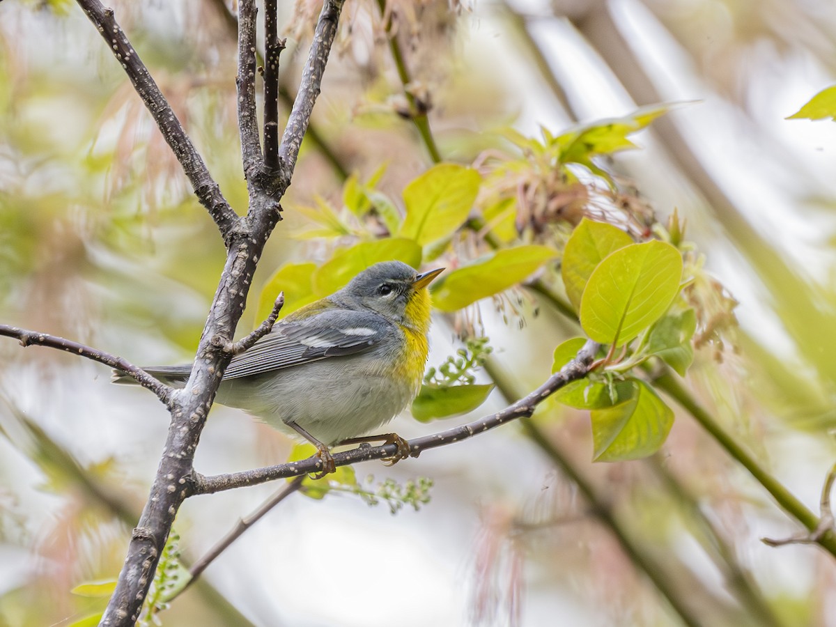 Northern Parula - Albert Picard