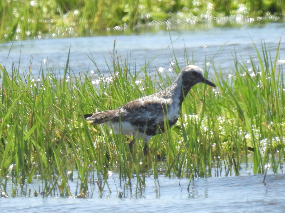 Black-bellied Plover - Cindy Leffelman