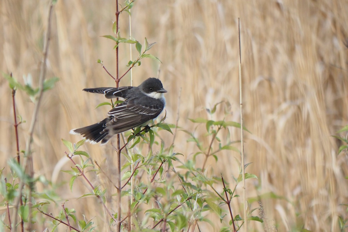 Eastern Kingbird - André Dionne