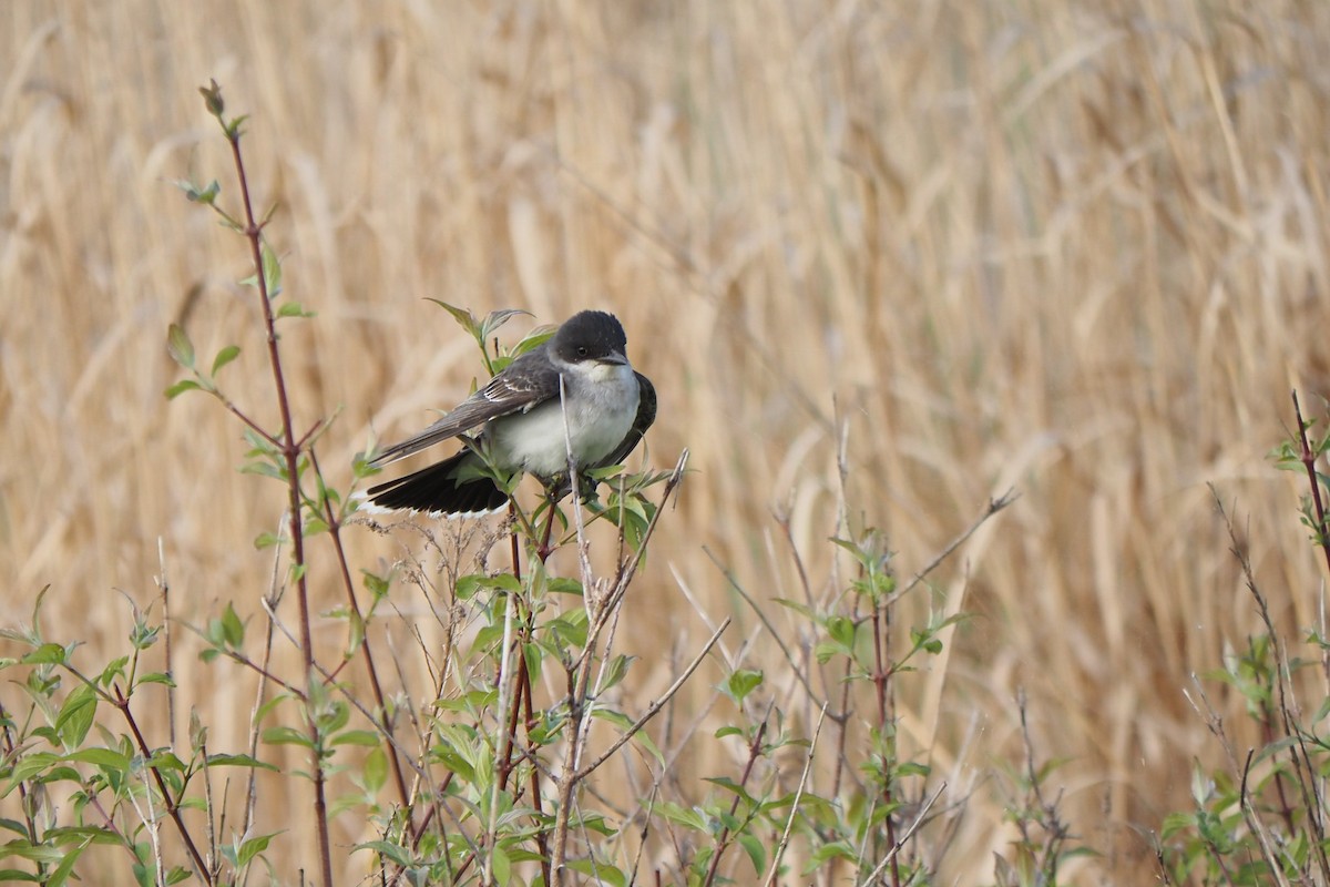 Eastern Kingbird - André Dionne