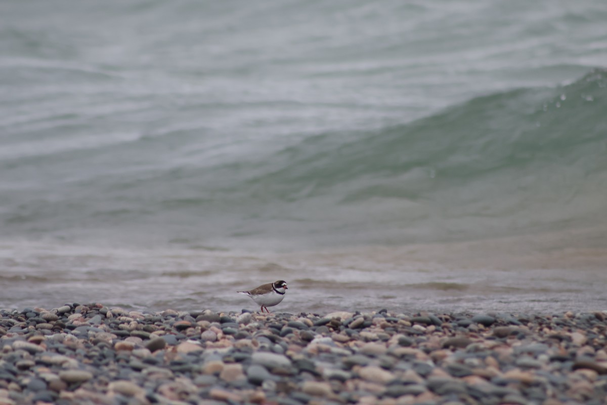 Semipalmated Plover - Troy Herrel