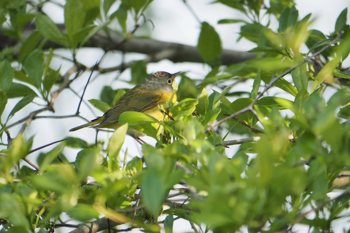 Nashville Warbler - André Dionne