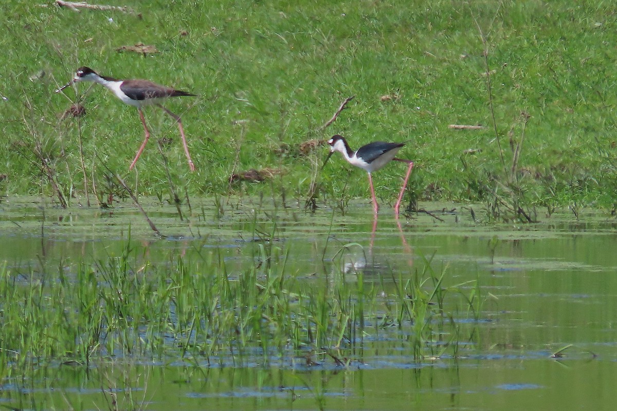 Black-necked Stilt - Catherine Boisseau