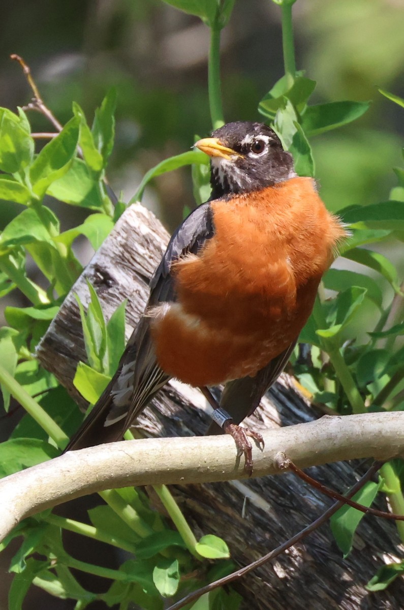 American Robin - Mark Miller