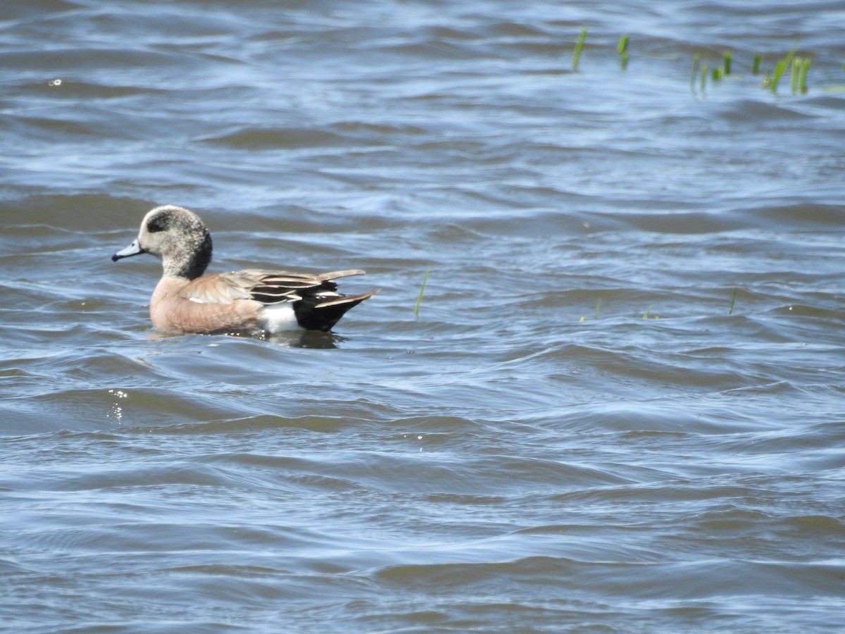 American Wigeon - Patrick Gearin