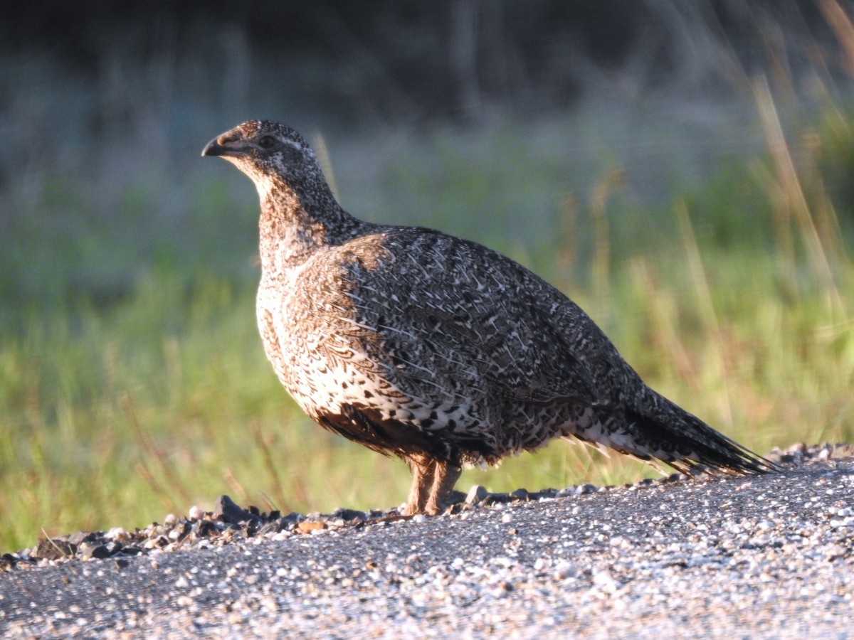 Greater Sage-Grouse - Kyle Waites