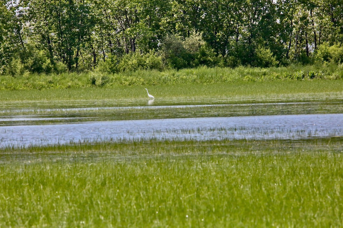 Great Egret - Monica Lee