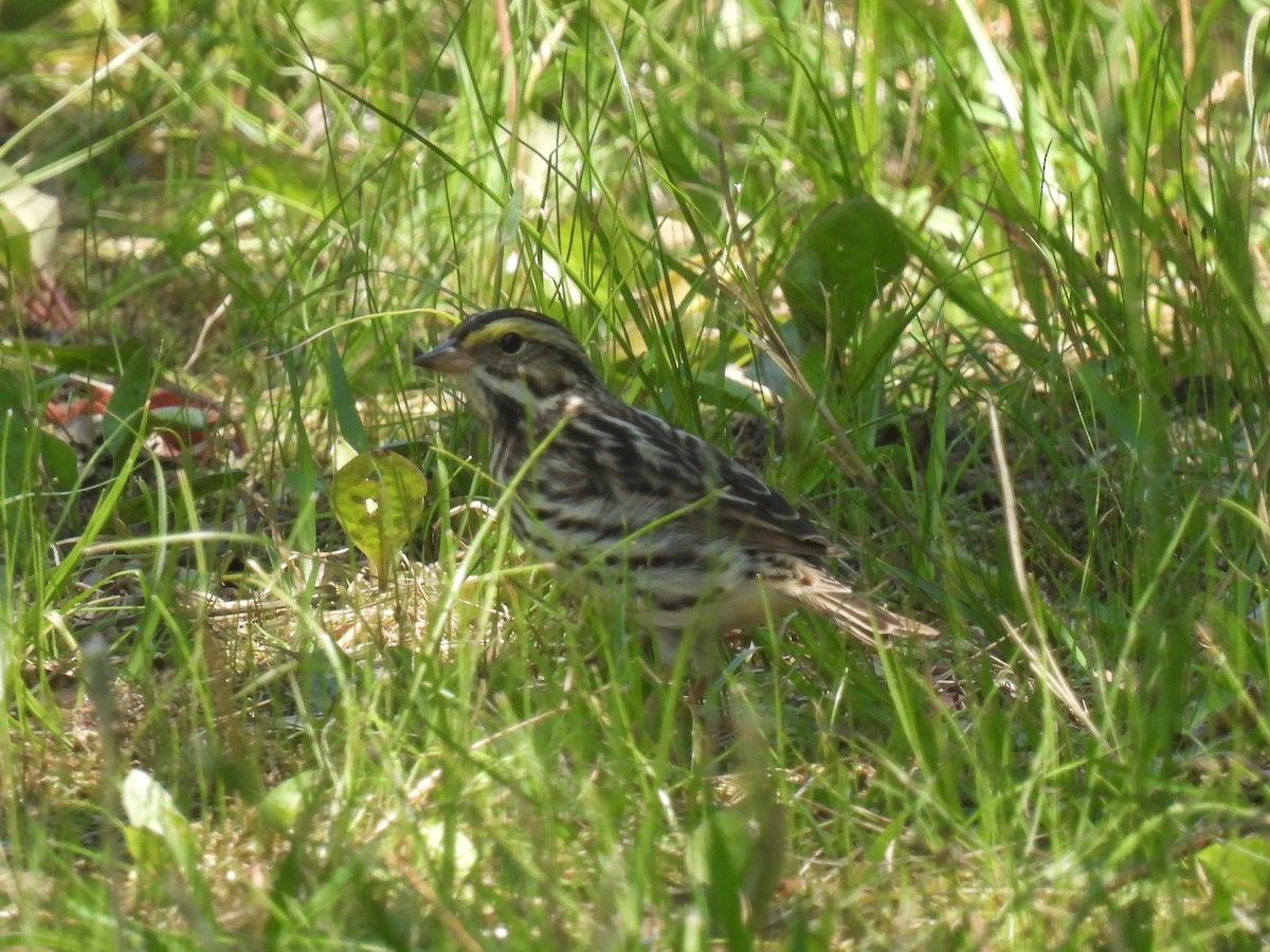 Savannah Sparrow - Cindy Leffelman