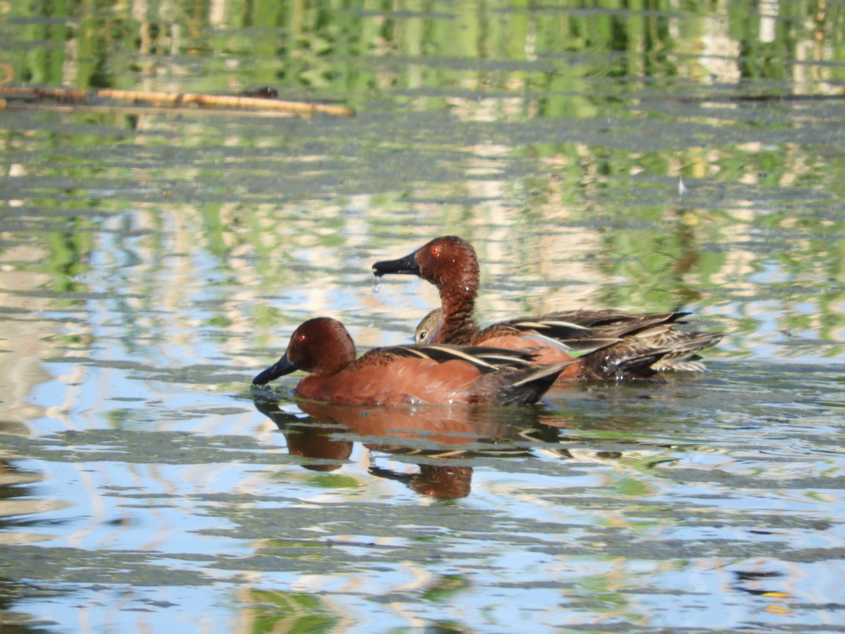 Cinnamon Teal - Thomas Bürgi