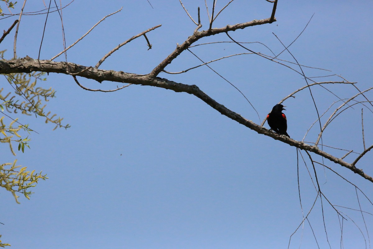 Red-winged Blackbird - Monica Lee