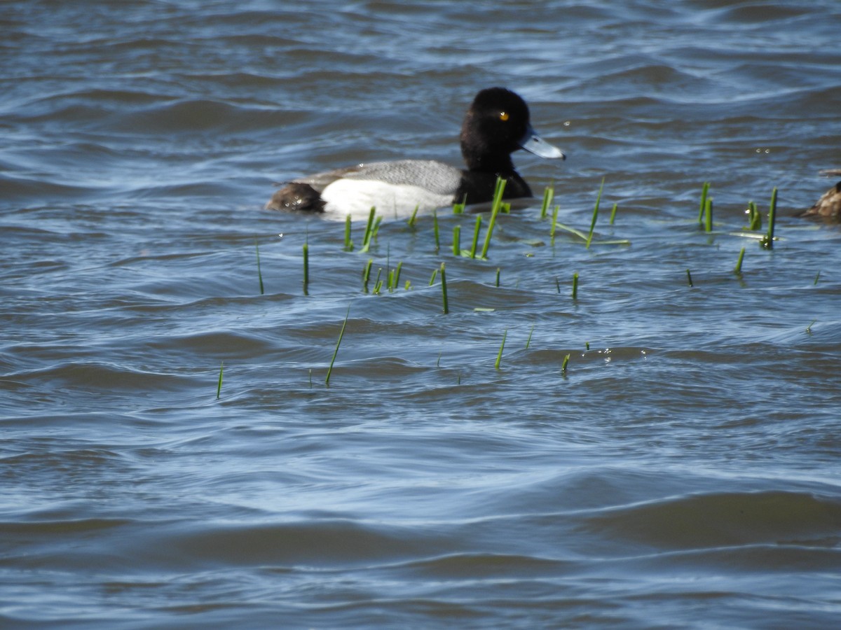 Lesser Scaup - Patrick Gearin