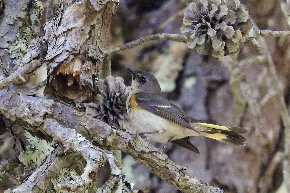 American Redstart - Nancy Villone