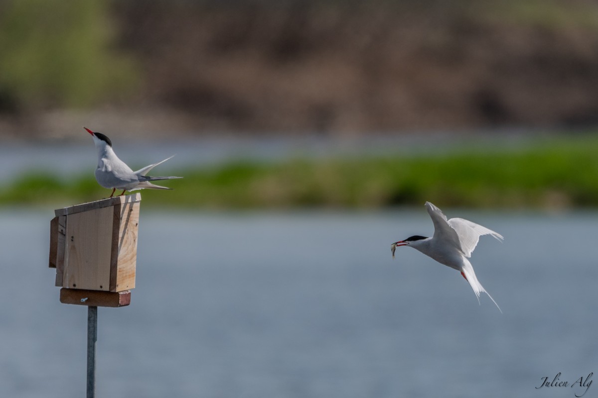 Common Tern - Julien Allègre