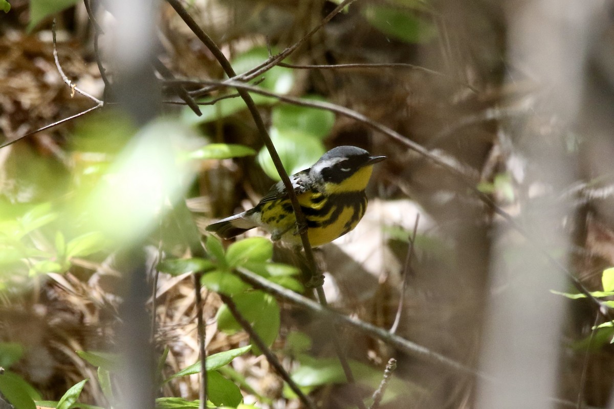 Magnolia Warbler - Nancy Villone