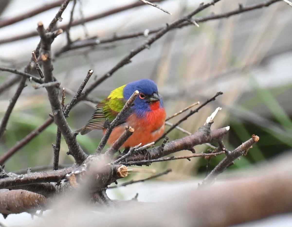 Painted Bunting - Kathy Marche