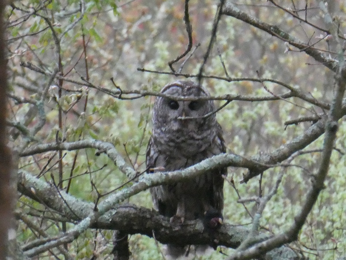 Barred Owl - The Suburban Resident