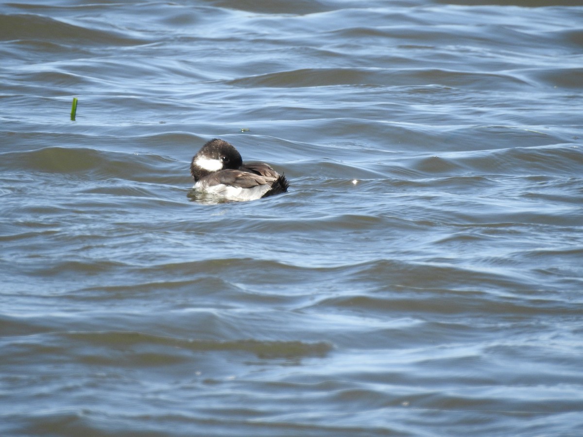 Bufflehead - Patrick Gearin