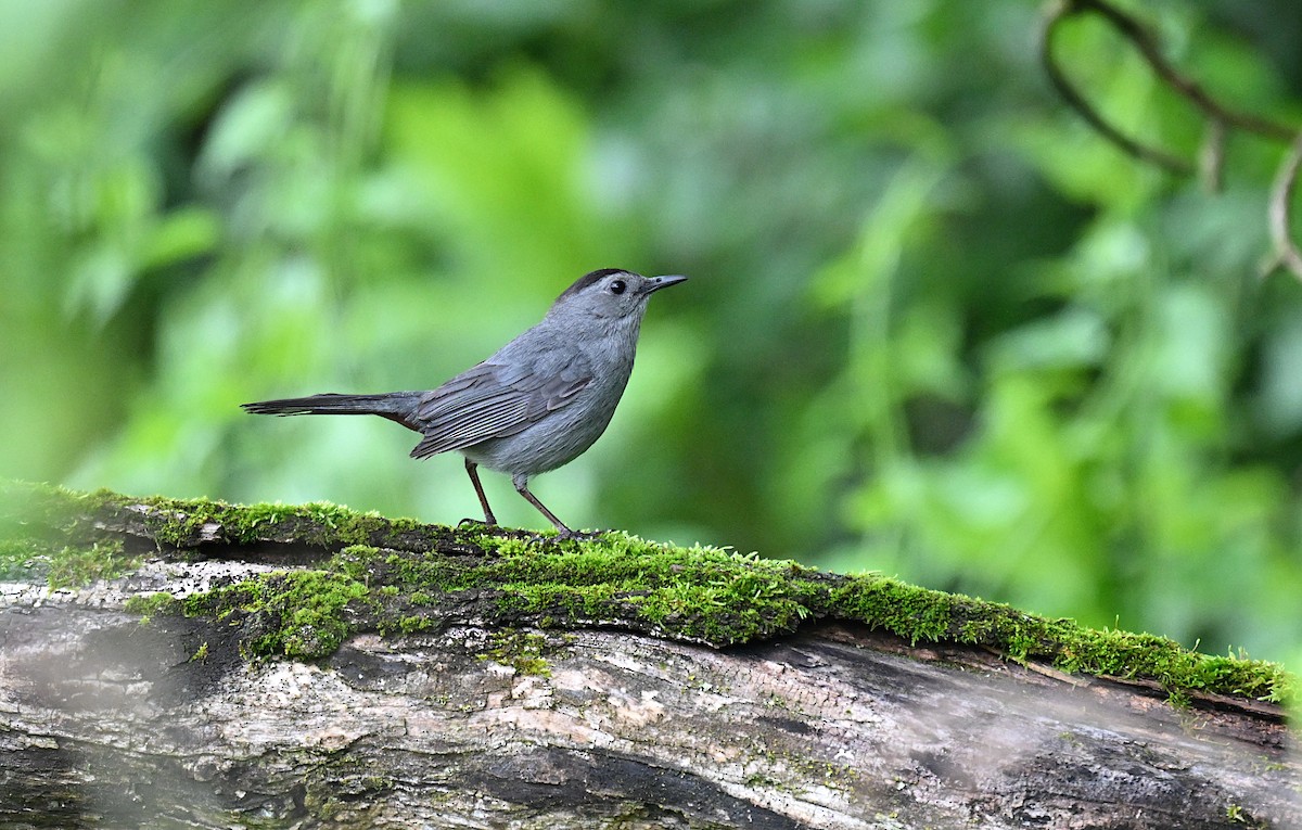 Gray Catbird - Andrew Gobien