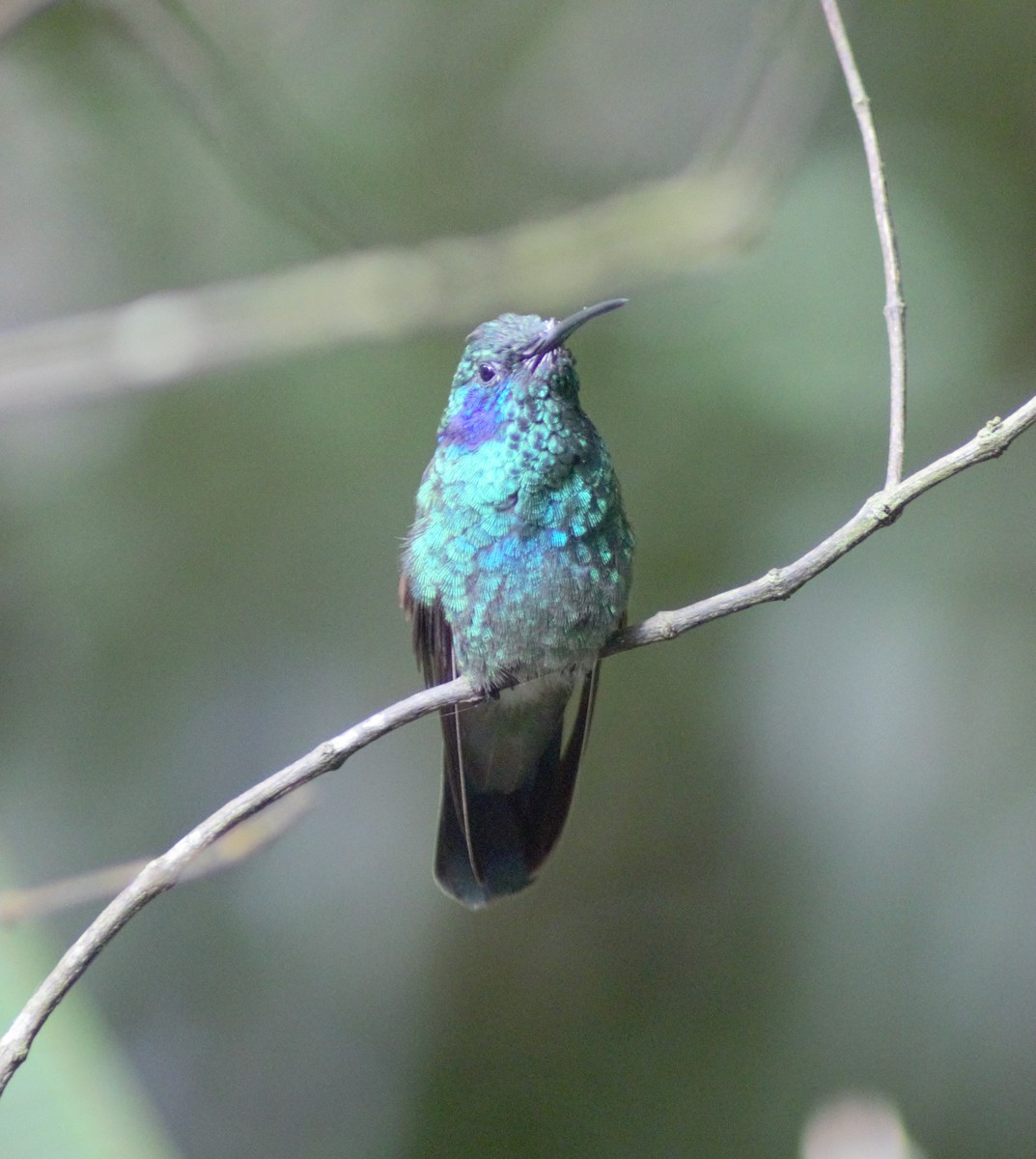 Lesser Violetear - Storm Borum