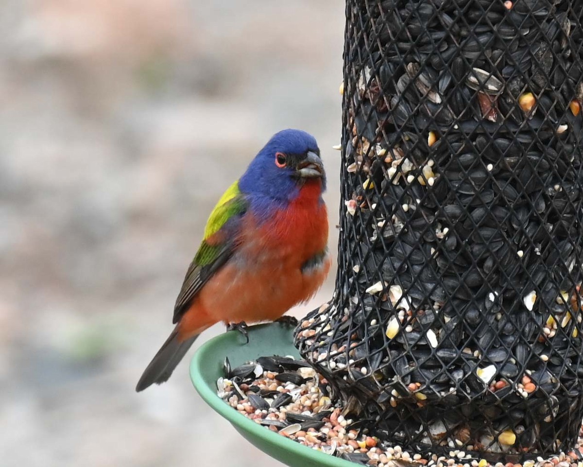 Painted Bunting - Kathy Marche