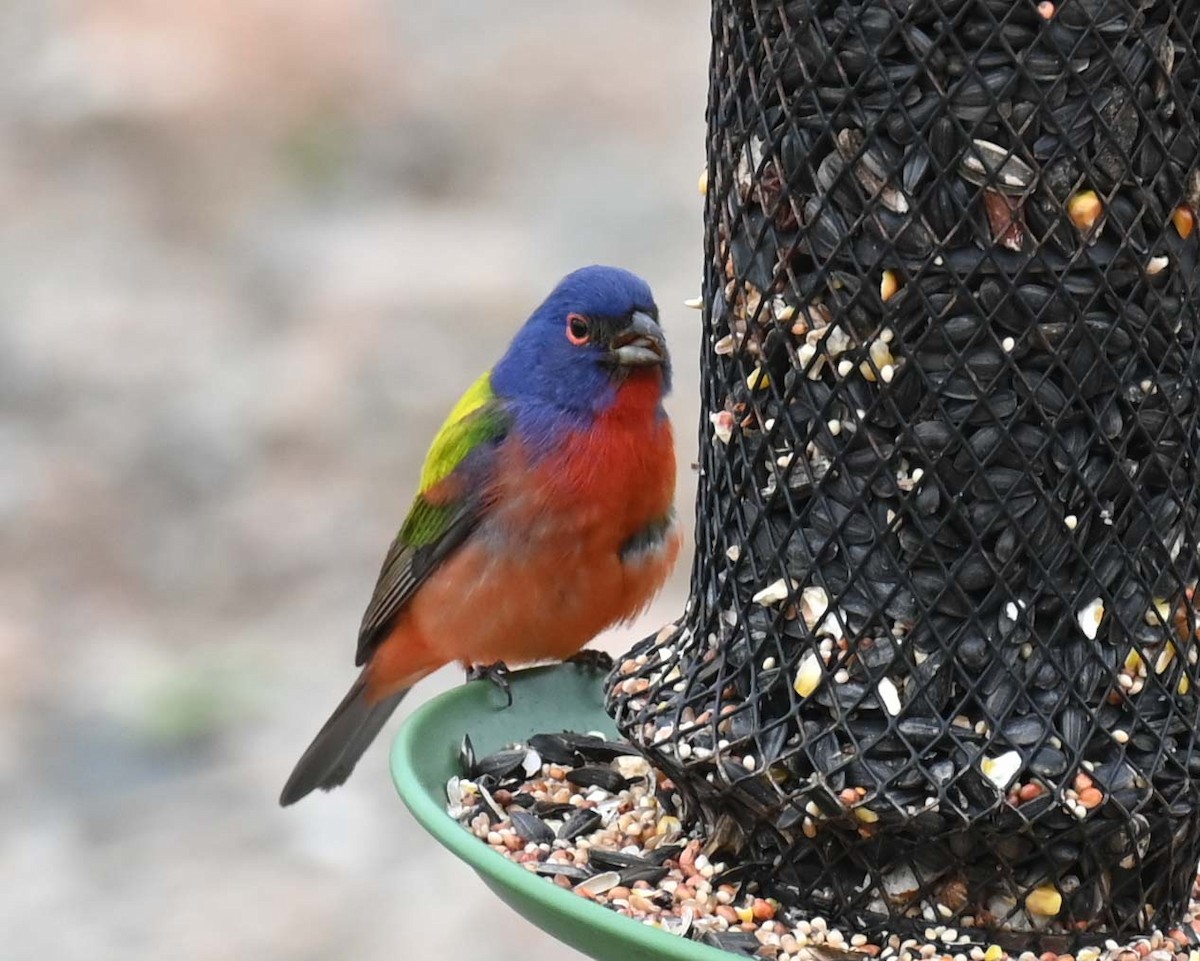 Passerin nonpareil - ML619465977