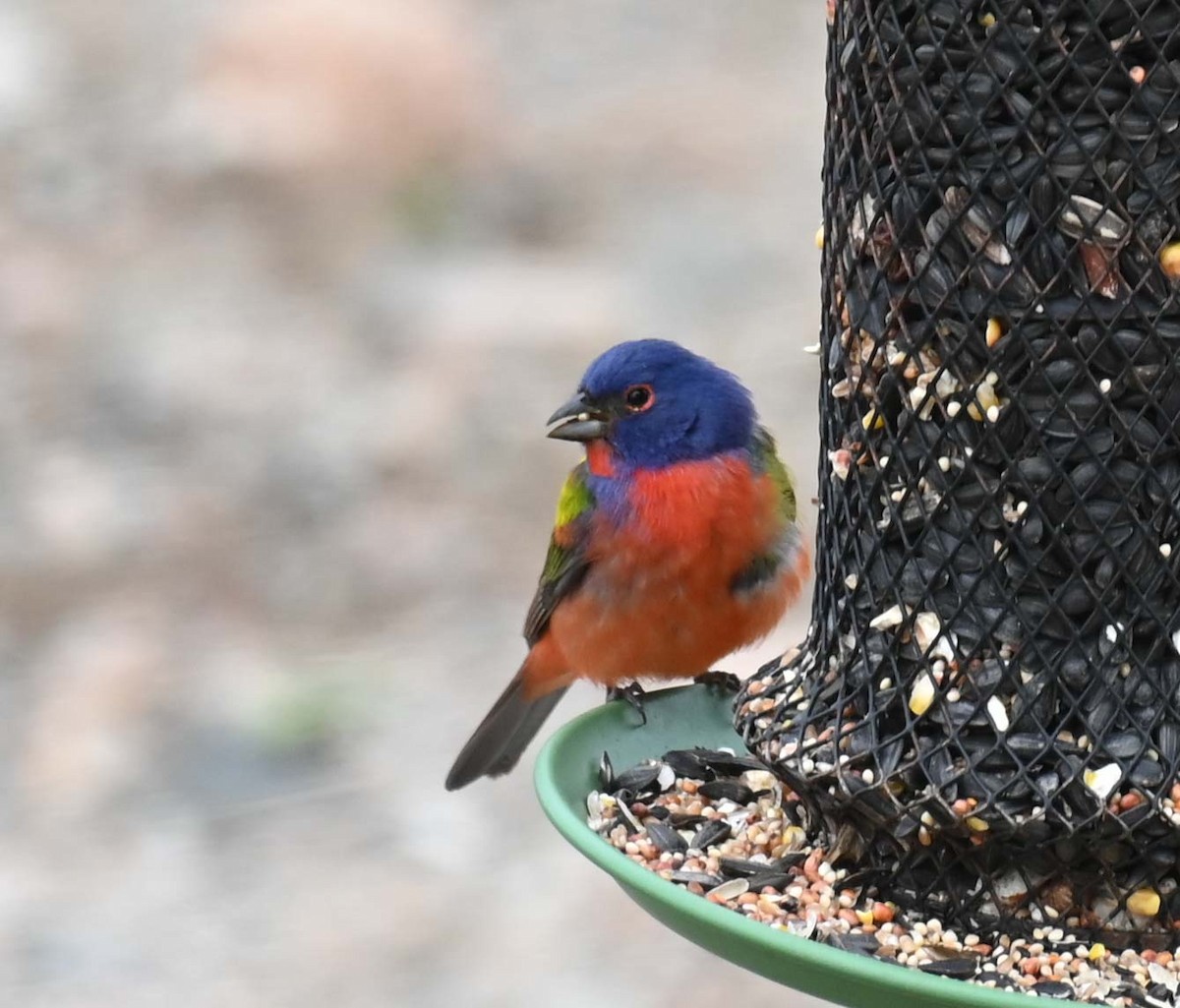 Painted Bunting - Kathy Marche