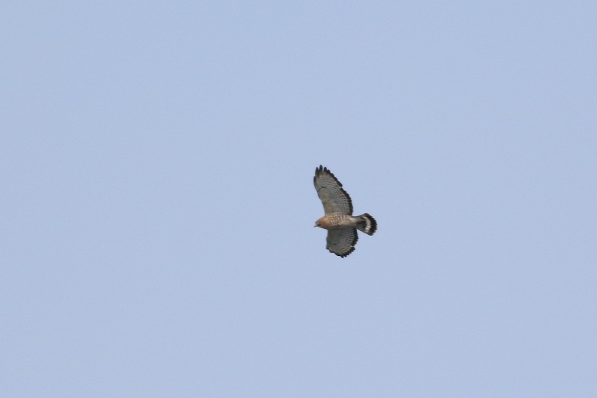 Broad-winged Hawk - Lily Morello