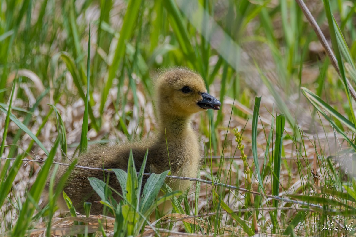 Canada Goose - Julien Allègre