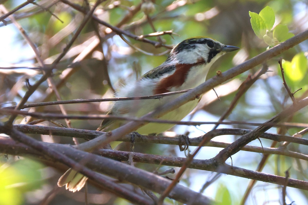 Chestnut-sided Warbler - Mark Miller