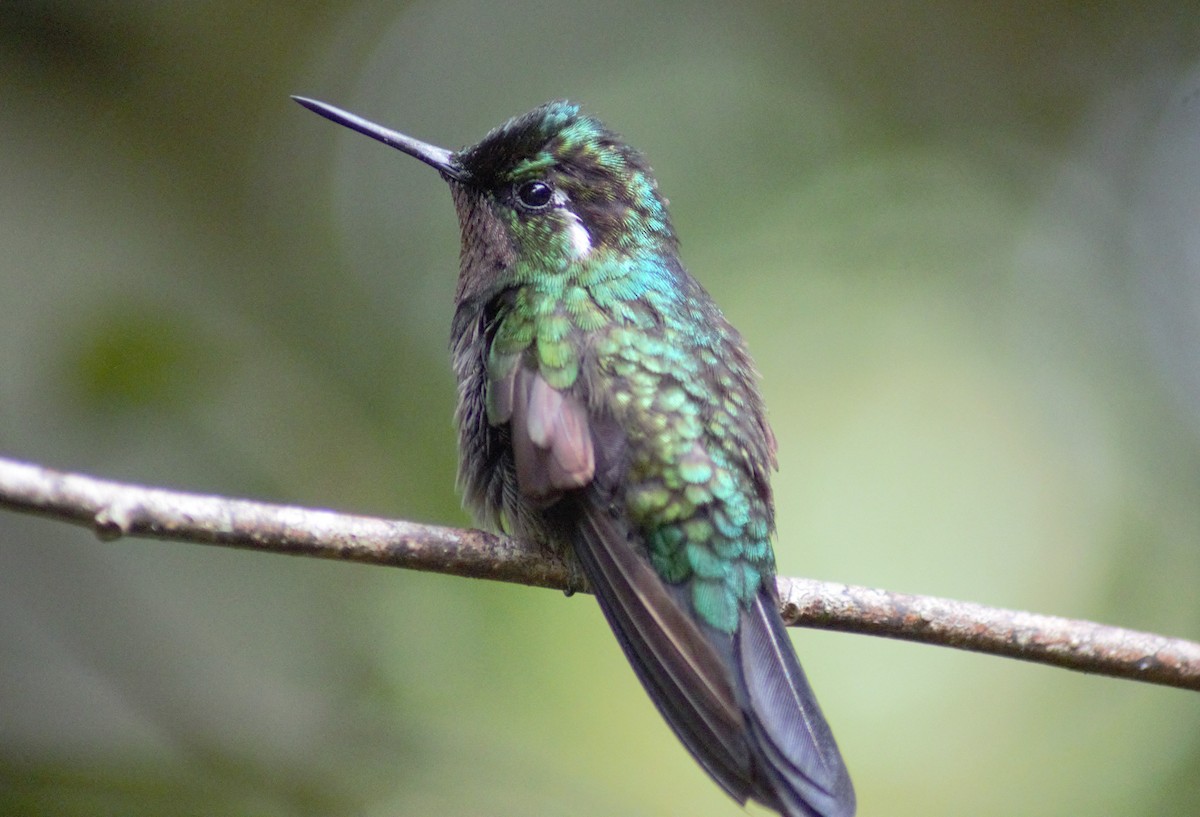 Purple-throated Mountain-gem - Storm Borum